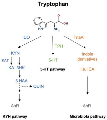 Contribution of tryptophan and its metabolites to transplant outcome: a mini-review